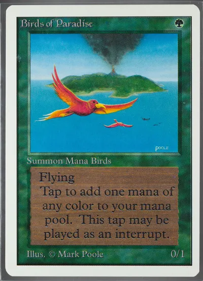 Birds of Paradise